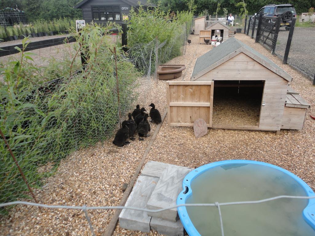 Willow Court Farm Studio East & Petting Farm, 8 Mins To Legoland & Windsor, 15 Mins To Lapland Uk Екстер'єр фото