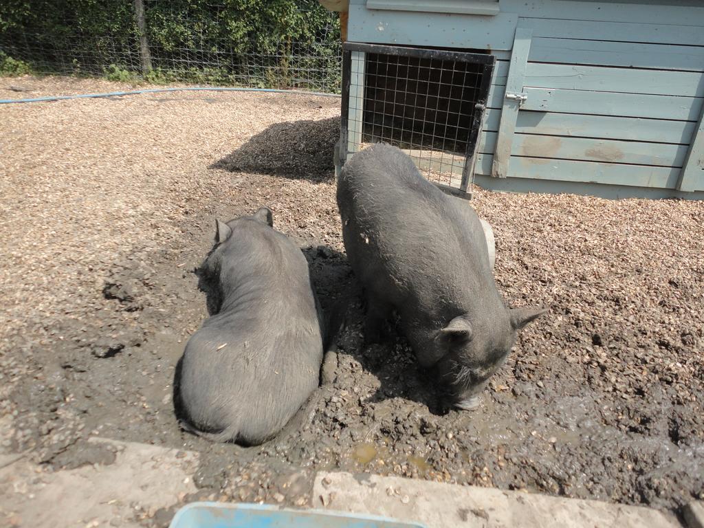 Willow Court Farm Studio East & Petting Farm, 8 Mins To Legoland & Windsor, 15 Mins To Lapland Uk Екстер'єр фото