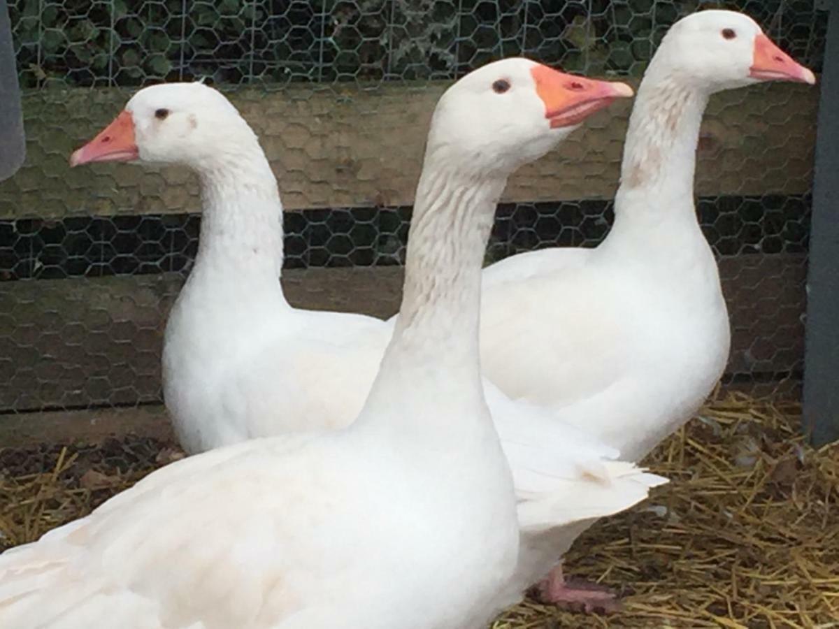 Willow Court Farm Studio East & Petting Farm, 8 Mins To Legoland & Windsor, 15 Mins To Lapland Uk Екстер'єр фото