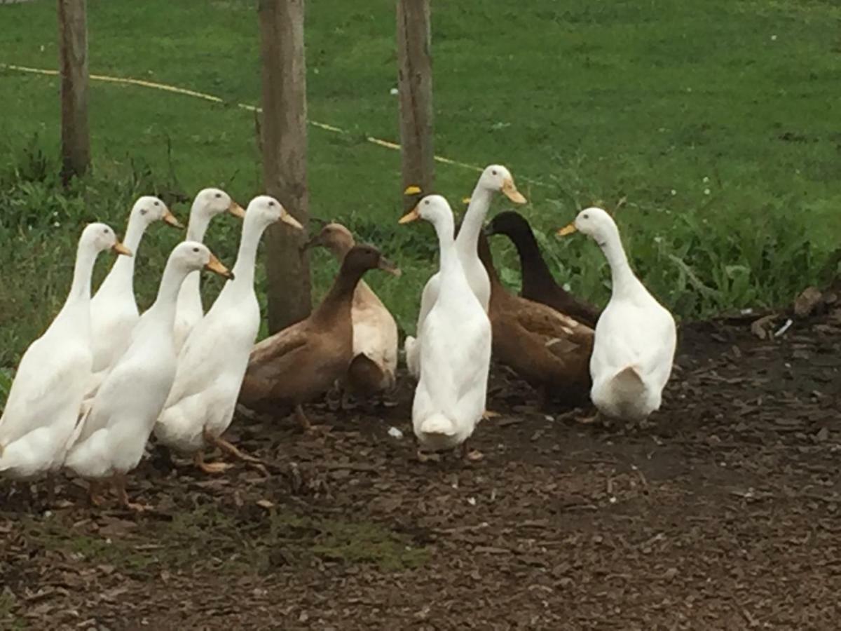 Willow Court Farm Studio East & Petting Farm, 8 Mins To Legoland & Windsor, 15 Mins To Lapland Uk Екстер'єр фото