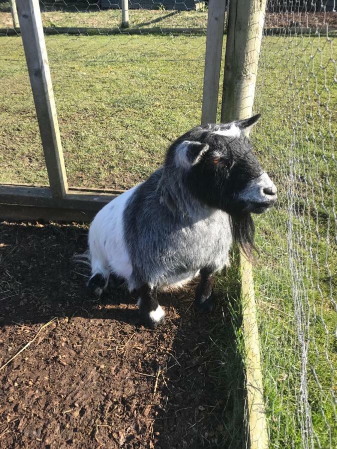 Willow Court Farm Studio East & Petting Farm, 8 Mins To Legoland & Windsor, 15 Mins To Lapland Uk Екстер'єр фото