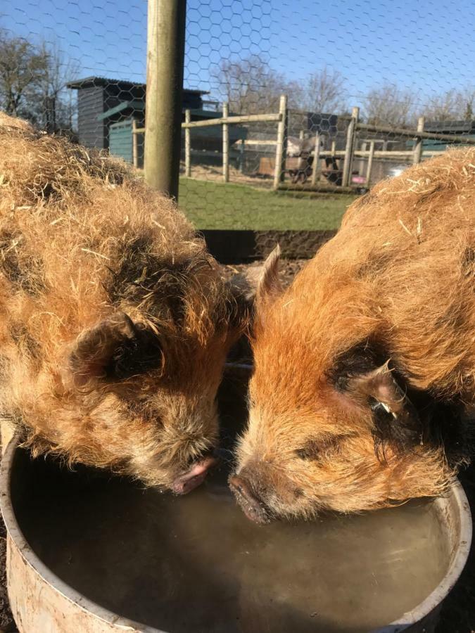 Willow Court Farm Studio East & Petting Farm, 8 Mins To Legoland & Windsor, 15 Mins To Lapland Uk Екстер'єр фото