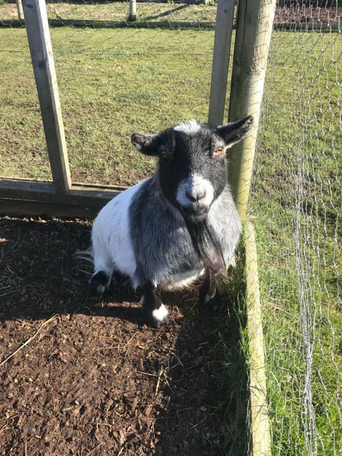 Willow Court Farm Studio East & Petting Farm, 8 Mins To Legoland & Windsor, 15 Mins To Lapland Uk Екстер'єр фото